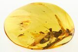 Superb Fossil Mayfly (Ephemeroptera) In Baltic Amber #275359-1